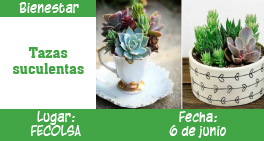 images/tazas-suculentas.jpg